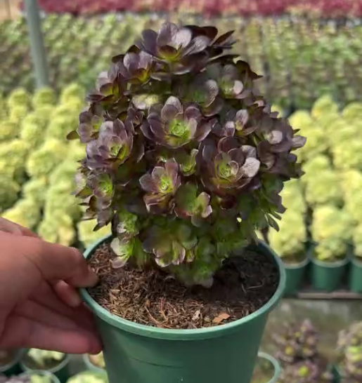 263601 ムーンナイト