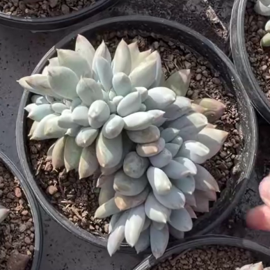 26533 ゴシック 綴化