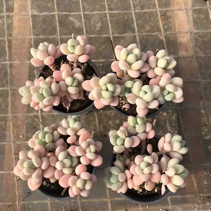 T26463 オベフェルム ジェニーHyb