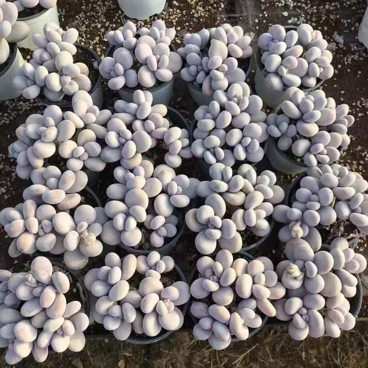 262841 オリジナルチーズ