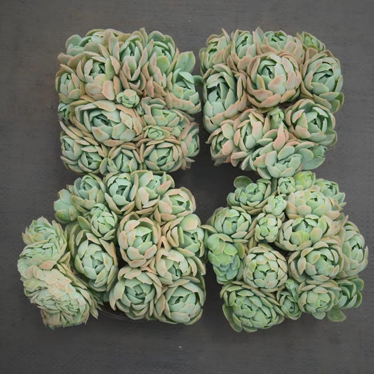 23391 ラズベリーアイス