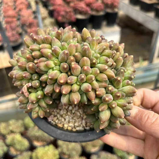 360025 コンパクタム綴化