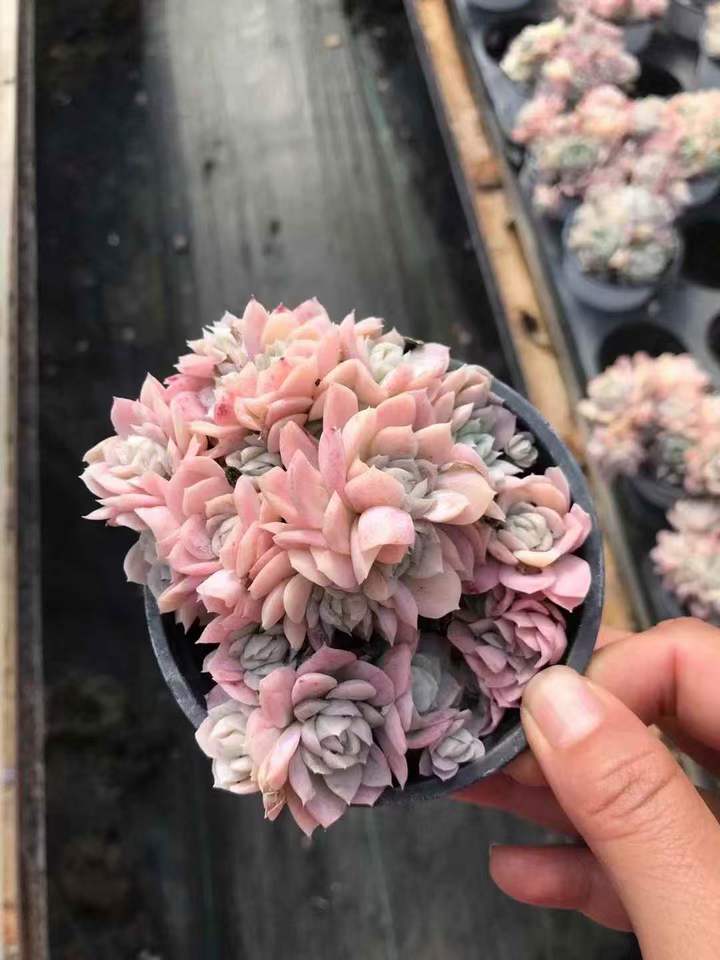 T26486 レインボープラム