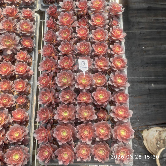 360924 バラエティ オータム