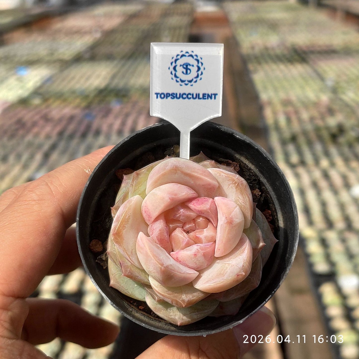 361509 ヘブン ピーチ