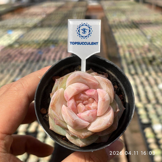 361509 ヘブン ピーチ