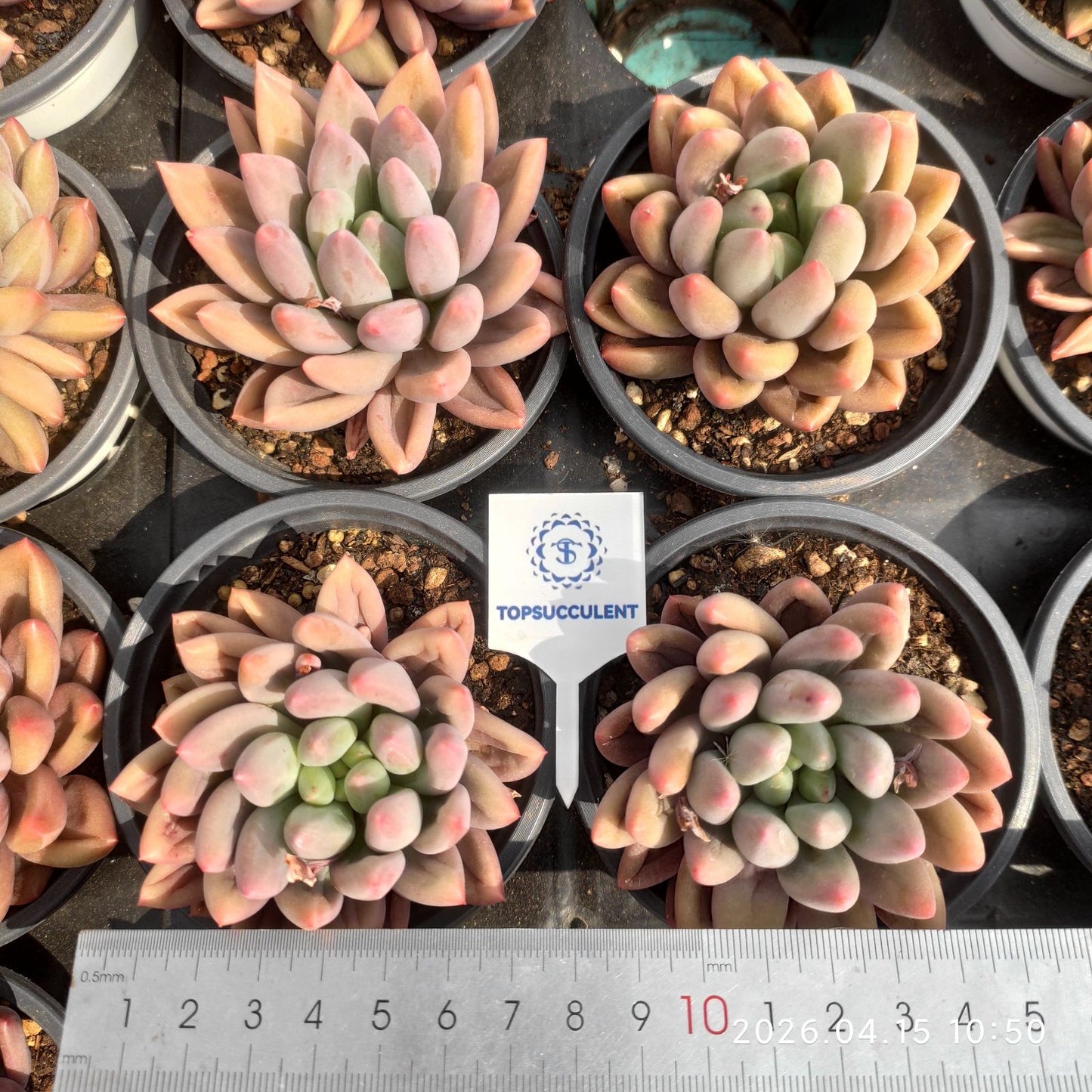 361540 クリスタル ボール