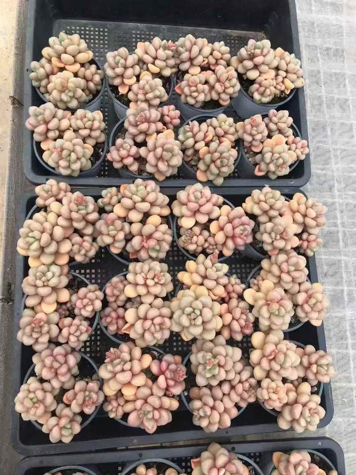 262731 アバンギャルド