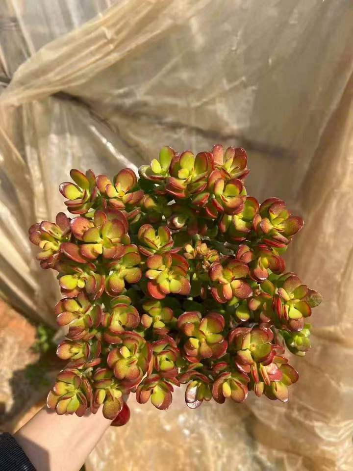 263041 オバッター　ミニマー