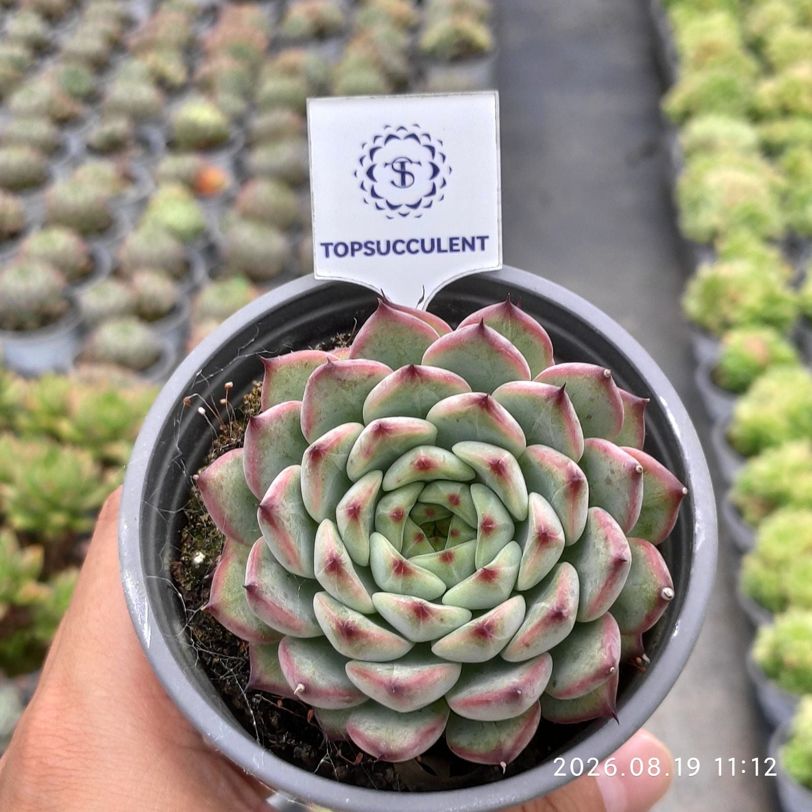 商品一覧 – Top Succulent®