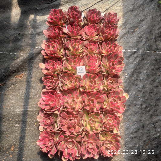 360922 ファースト ラブ