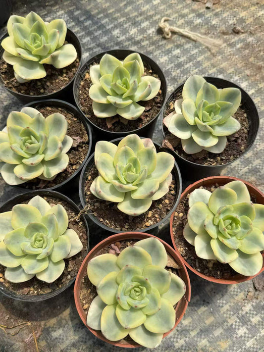 265133 スプリング アイス 錦