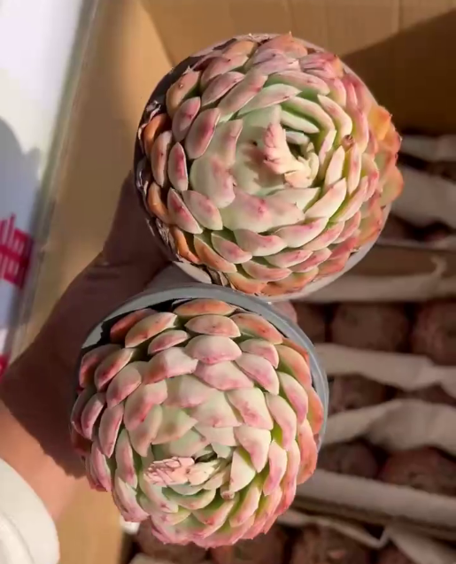 262701 ストロベリーアイス