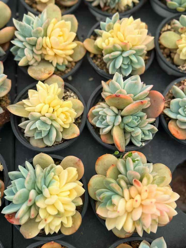 262641 オレンジモンロー錦