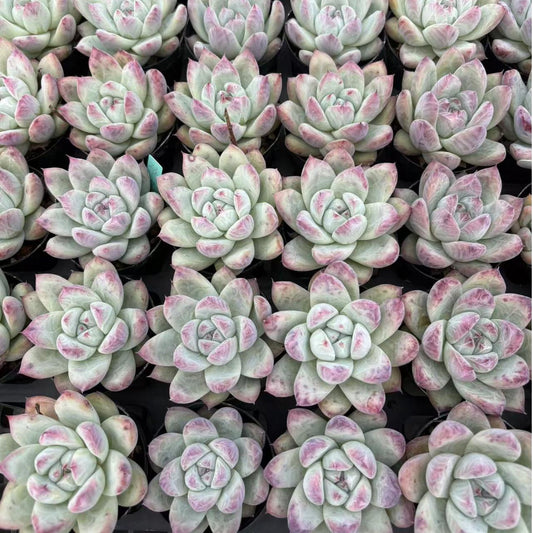BL1704 ワイルドコロラータ (6.5cm pot)