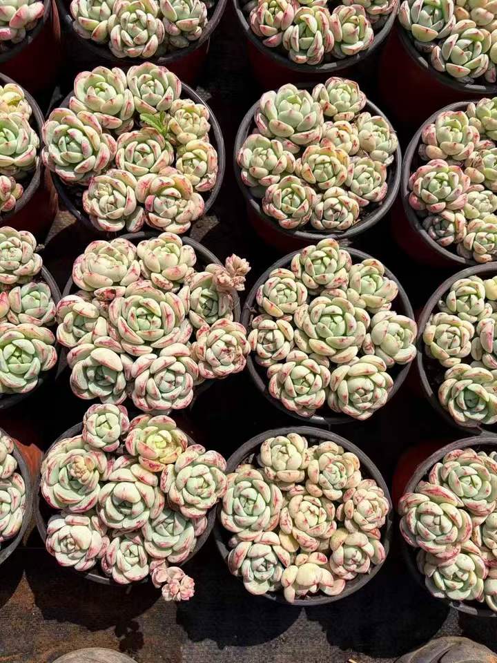 26491 バニラビズ