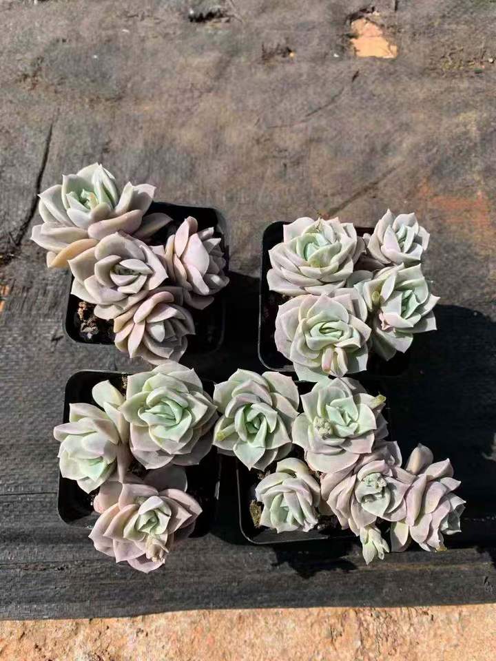 26578 ラブリーローズ