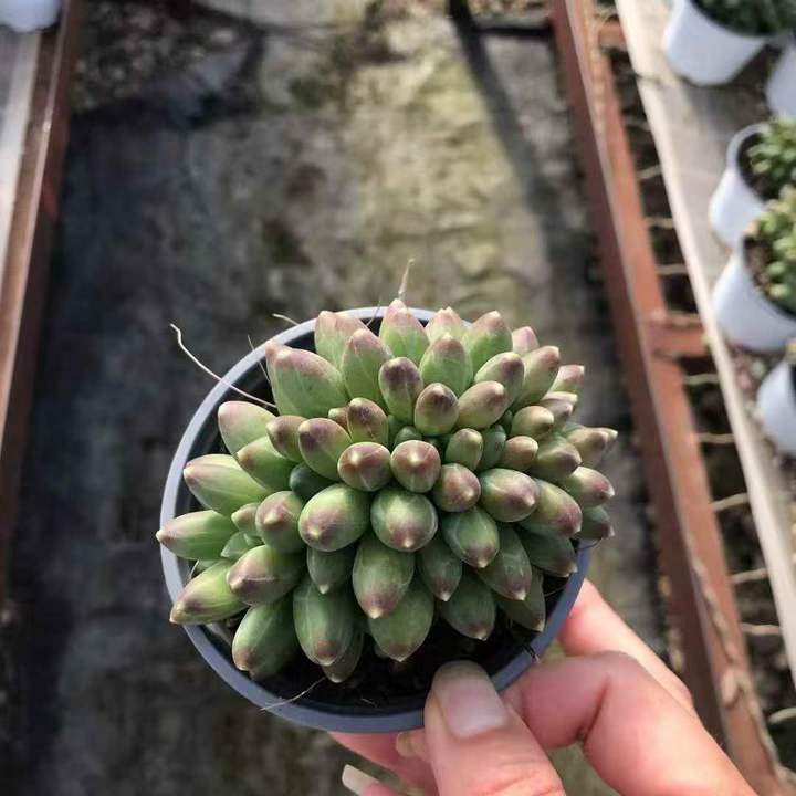 262861 コンパクタム綴化