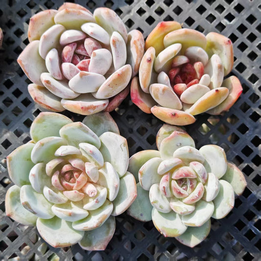 BL1817 サンガ（7cm pot）