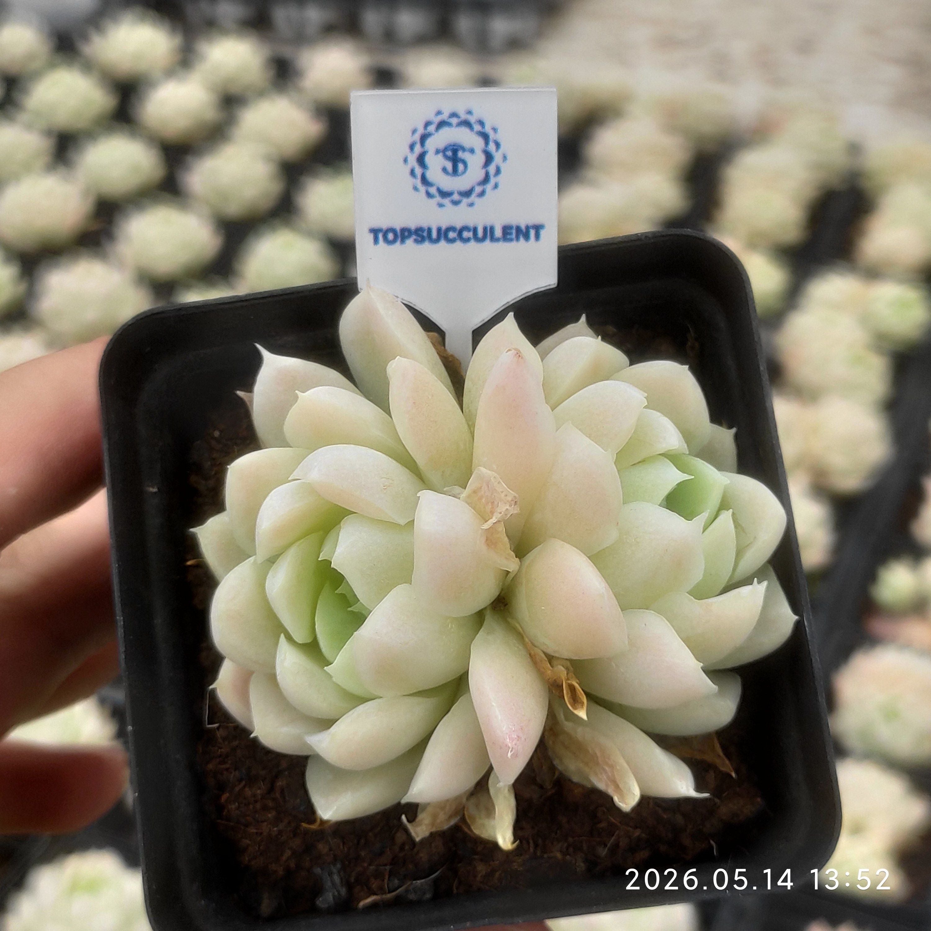 商品一覧 – Page 33 – Top Succulent®