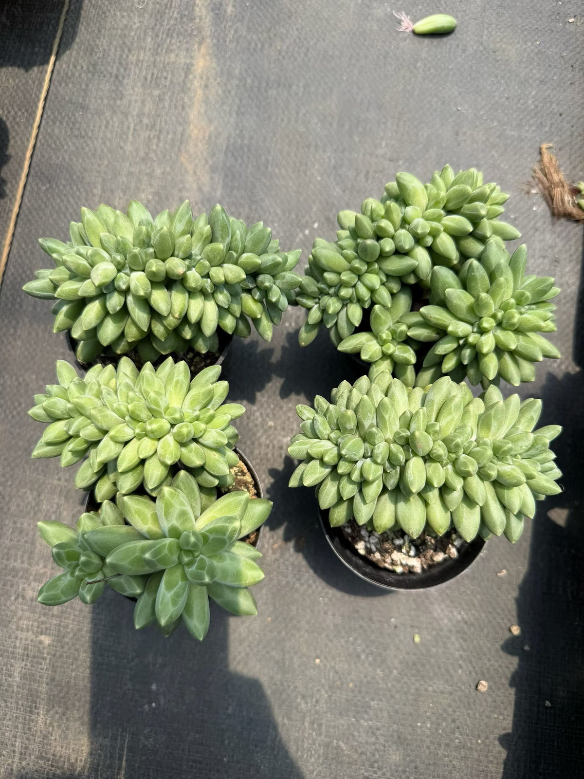 364640 コンパクタム綴化