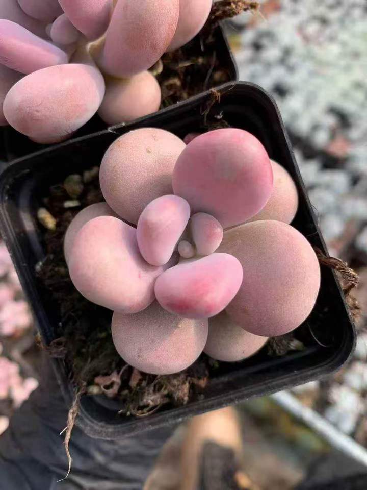 262431 アメジスチヌム