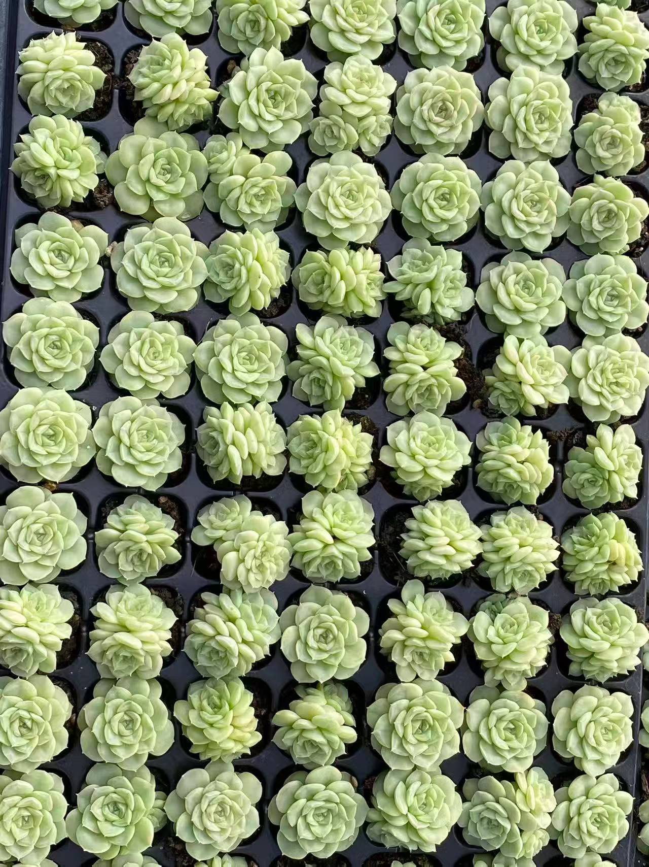 プラグトレー苗 20260917 – Top Succulent®