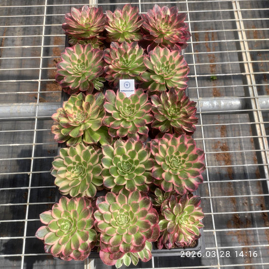 360888 アール プライド