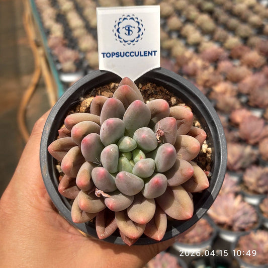 361540 クリスタル ボール