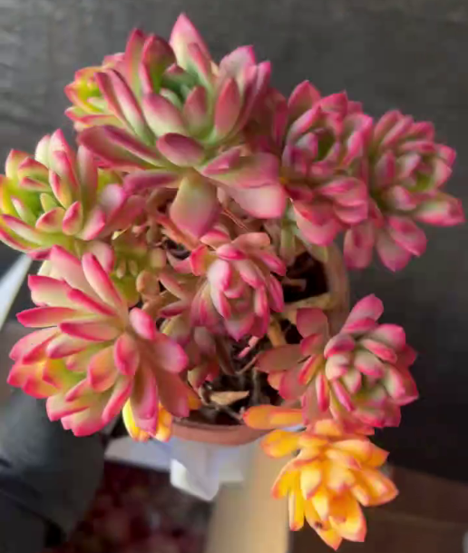 26473 ミニベル錦