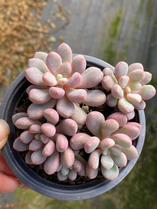 365194 コーラル ビード