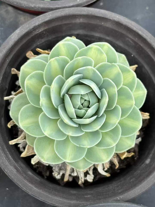 T26522 アエオニウムフェニックス錦