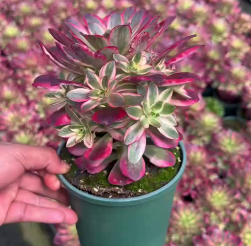 263571 ウィッシュ