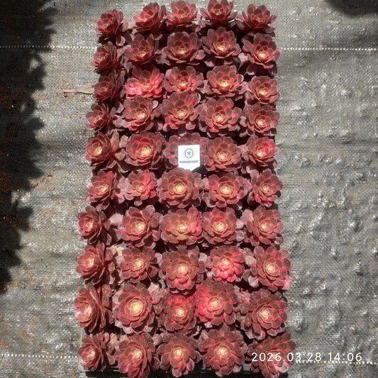 360884 アエオニウム ブラック　デビル