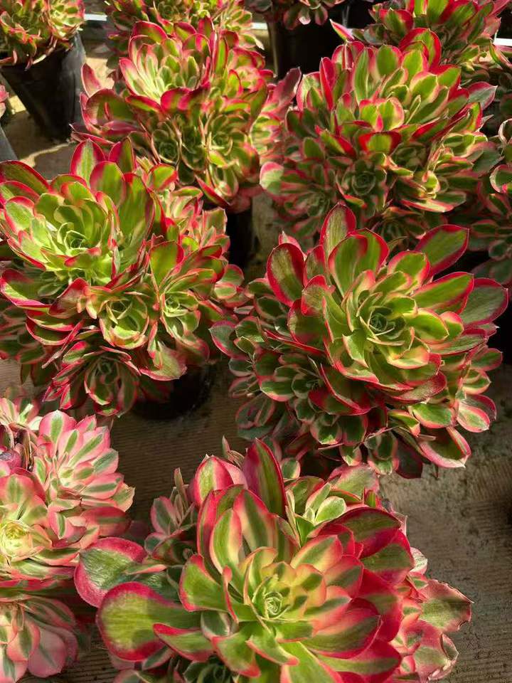 26592 アエオニウム　ウィッチ