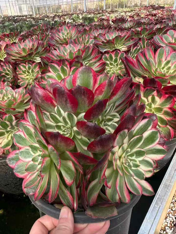 26593 クラウド・ロータス