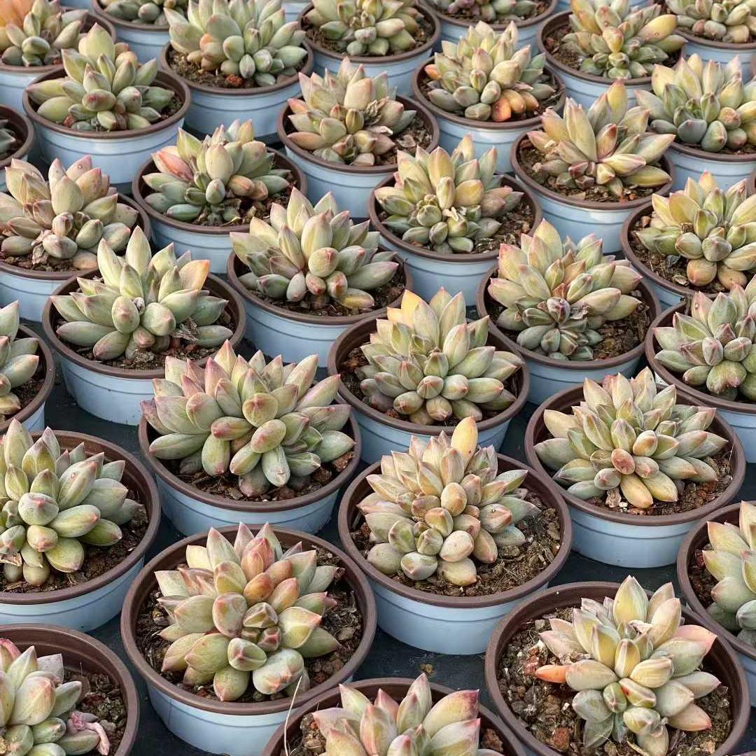 360096 アラカラー