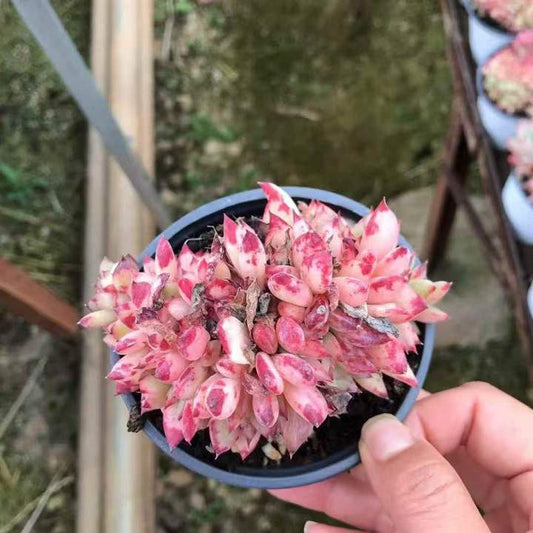 264046 ラタム綴化