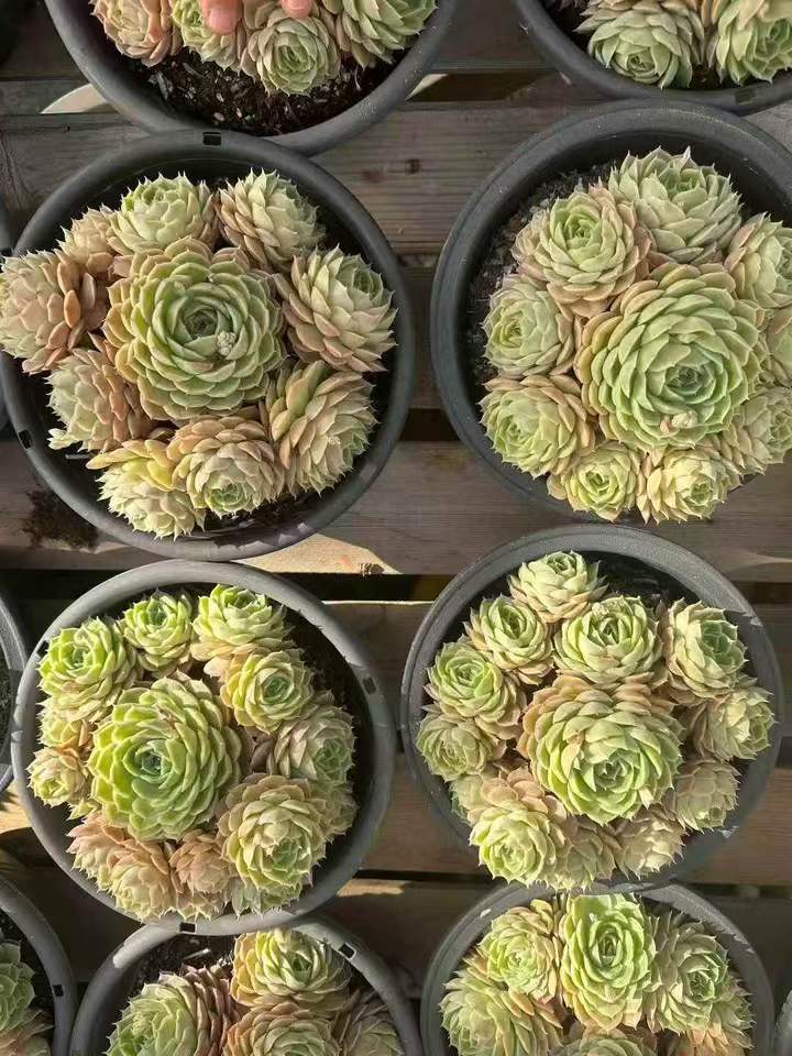 263431 オウンスロー