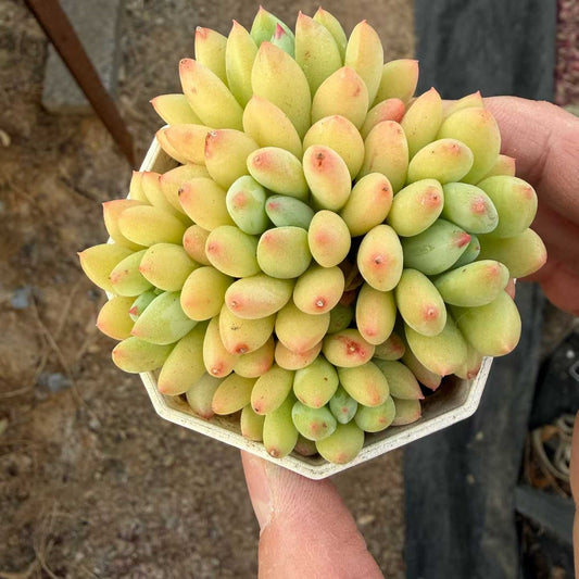360714 エルフ ビーン