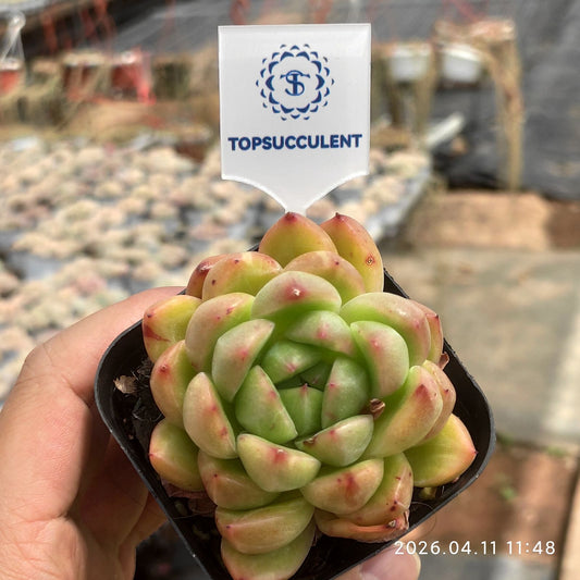 361399 ヴァーダント ジェム