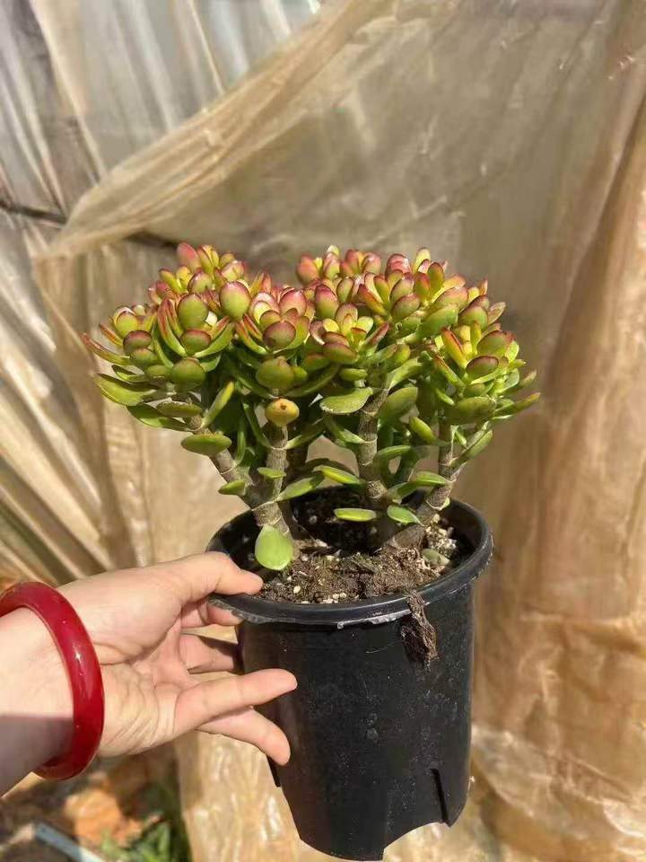 263041 オバッター　ミニマー