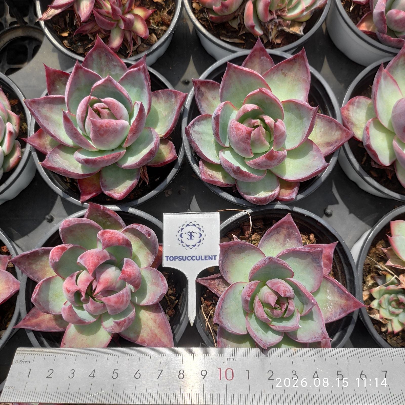 25617 カシオ – Top Succulent®
