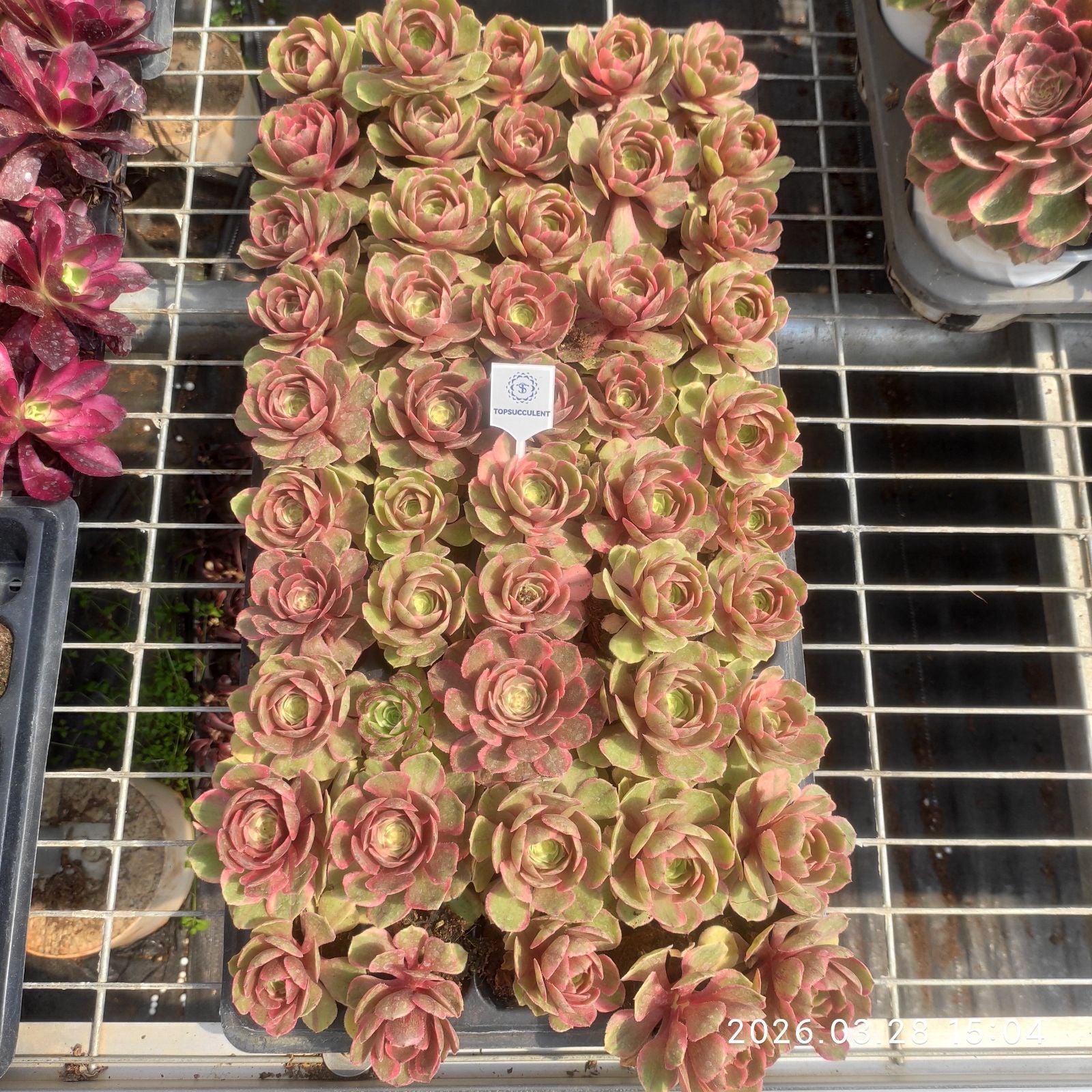 アエオニウム プラグトレー苗 – Top Succulent®