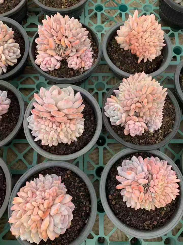 262671 オレンジモンロー綴化