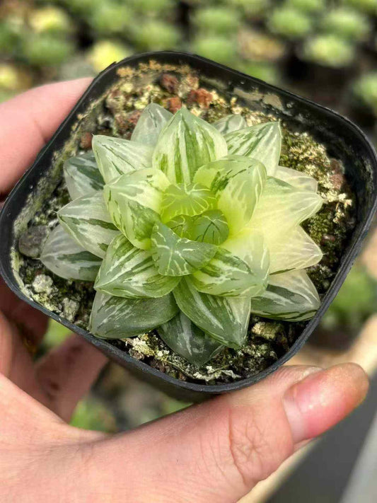 265577 花火錦