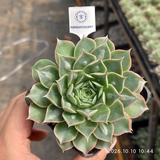365424 ロンギッシマ ドロップス