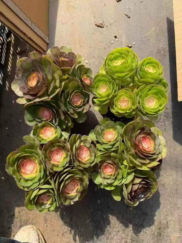 263031 アエオニウムハロウィン薬錦