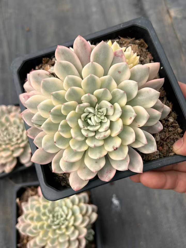 T26444 ピンクルビー錦