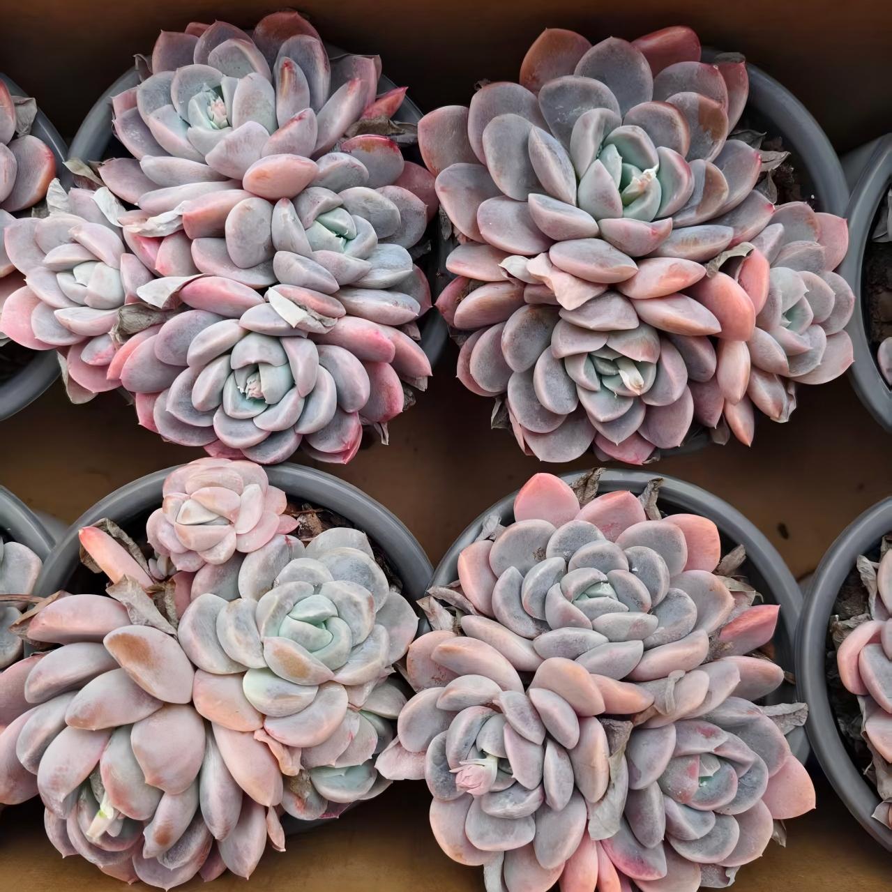 25745 スノー　ウーマン